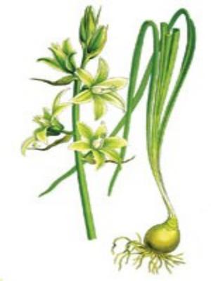 индийский лук применение в народной медицине