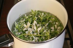 индийский лук лечебные свойства и применение