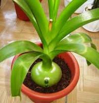 индийский лук применение в народной медицине