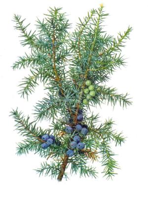 можжевеловые ягоды фото