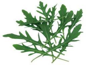 польза и вред салата листового