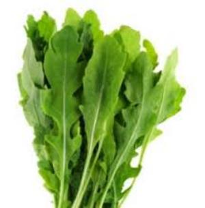 руккола салат польза и вред