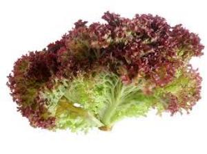 салат лолло росса польза и вред