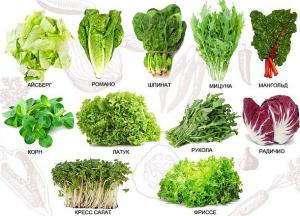 салат одесский кучерявец польза и вред