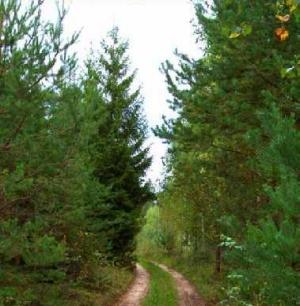 зеленые еловые шишки применение в народной медицине