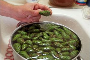 еловые шишки применение