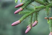 еловые шишки применение в народной медицине