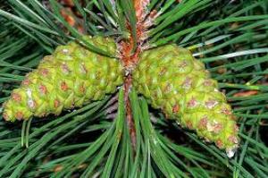 сосновые почки полезные свойства и противопоказания