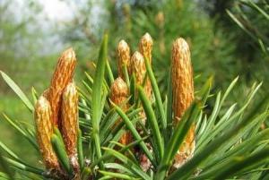 настойка из сосновых почек на водке применение