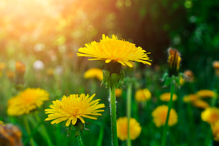 Одуванчик - природный биостимулятор