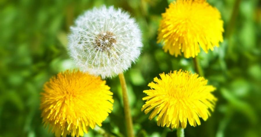 Одуванчик - природный биостимулятор