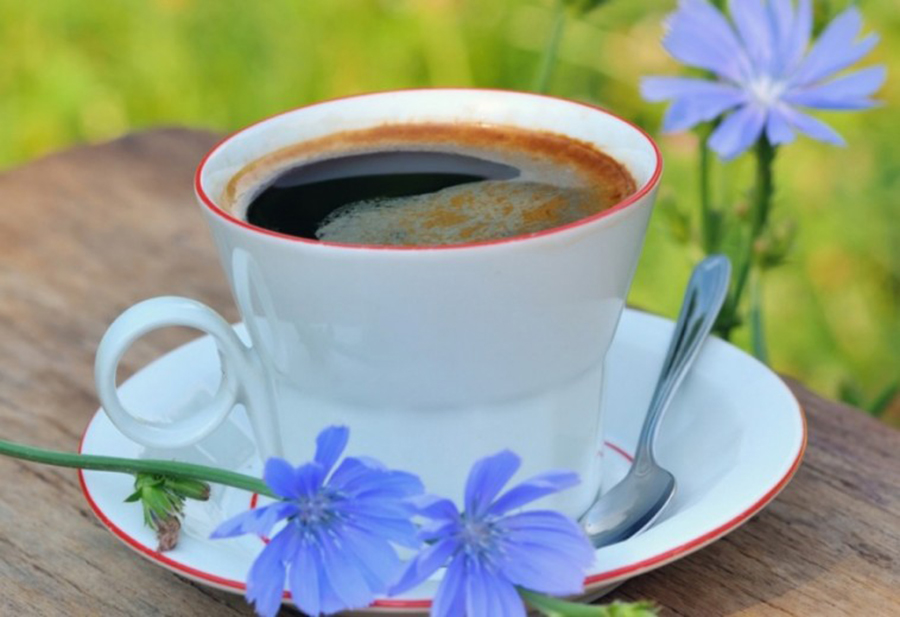 Растворимый цикорий – полезный, доступный и вкусный напиток