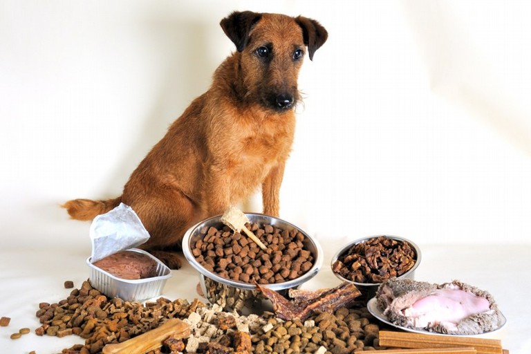 Как выбрать готовый корм для собак