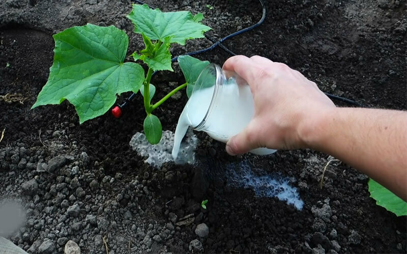 Как подкормить огурцы и помидоры народными удобрениями