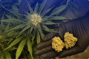 Детоксикация от марихуаны в Санкт-Петербурге: анонимное очищение