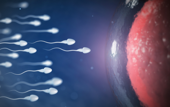 Внутриматочная инсеминация: особенности и возможности метода