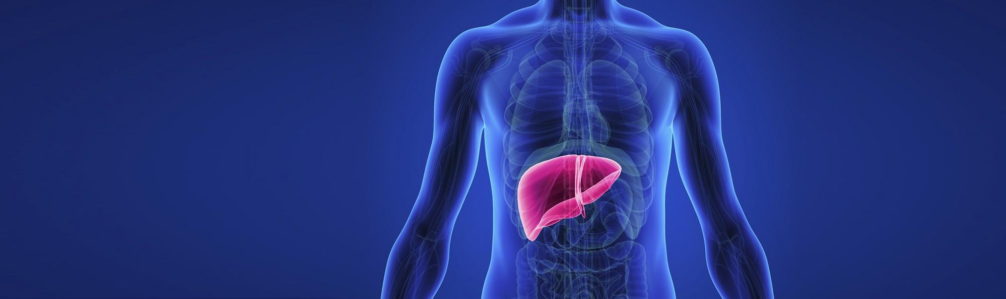 Ключ к здоровью: Восстановление и очищение печени – путь к энергии и благополучию