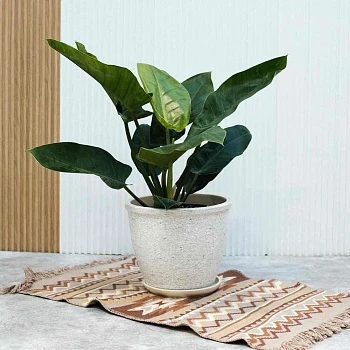 Дышите легко: Комнатные растения для чистого воздуха и уюта в доме – советы от питомника