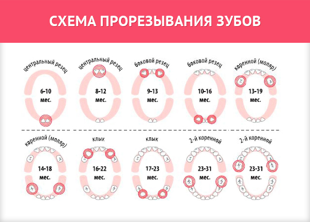 Как растут зубы у детей: все самое важное