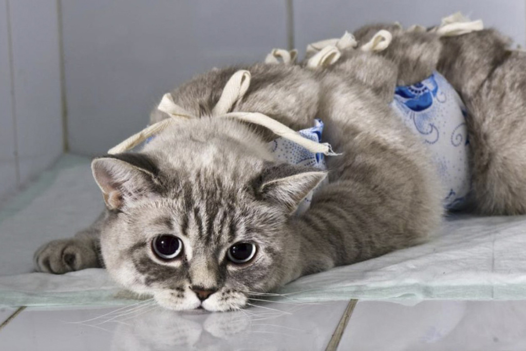 Влияние ожирения на работу внутренних органов у животных