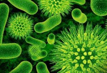 Возможно ли лечение дисбактериоза кишечника у взрослых народными средствами? Дисбактериоз кишечника