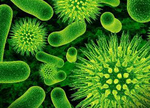 Возможно ли лечение дисбактериоза кишечника у взрослых народными средствами? Дисбактериоз кишечника