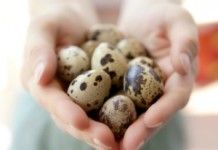 О пользе и вреде перепелиных яиц для здоровья женщин Перепелиные яйца для женщин