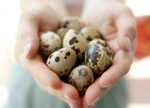 О пользе и вреде перепелиных яиц для здоровья женщин Перепелиные яйца для женщин