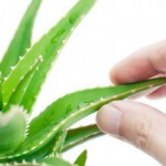 Как используют алоэ с медом в народной медицине? Алоэ для лечения заболеваний