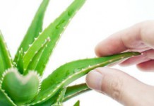 Как используют алоэ с медом в народной медицине? Алоэ для лечения заболеваний