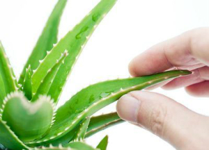 Как используют алоэ с медом в народной медицине? Алоэ для лечения заболеваний