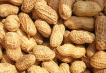 Польза и вред арахиса для мужчин: помощник или враг? Польза арахиса