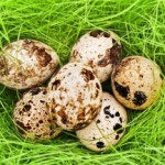О пользе и вреде перепелиных яиц для мужчин Перепелиные яйца для мужского здоровья