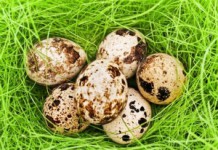 О пользе и вреде перепелиных яиц для мужчин Перепелиные яйца для мужского здоровья