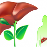 Лечение жирового гепатоза и асцита при циррозе печени народными средствами лечение печени народными средствами