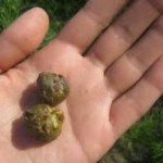 Полезные свойства настойки прополиса на спирту, что можно вылечить настойка прополиса на спирту применение инструкция