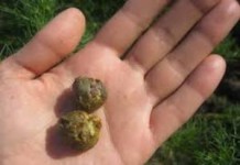 Полезные свойства настойки прополиса на спирту, что можно вылечить настойка прополиса на спирту применение инструкция