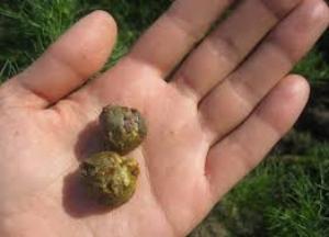 Полезные свойства настойки прополиса на спирту, что можно вылечить настойка прополиса на спирту применение инструкция