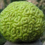 Адамово яблоко: польза и вред плодов, рецепт лечебной настойки для суставов Адамово яблоко