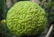 Адамово яблоко: польза и вред плодов, рецепт лечебной настойки для суставов Адамово яблоко