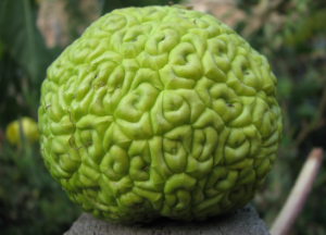 Адамово яблоко: польза и вред плодов, рецепт лечебной настойки для суставов Адамово яблоко