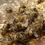 Настойка на спирту с пчелиным подмором: рецепты и способы применения Лечение пчелиным подмором