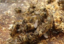 Настойка на спирту с пчелиным подмором: рецепты и способы применения Лечение пчелиным подмором