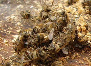 Настойка на спирту с пчелиным подмором: рецепты и способы применения Лечение пчелиным подмором