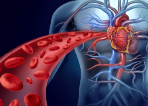 Как можно разжижать кровь народными средствами? Народные метода разжижения крови в организме