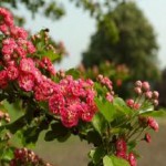 Как принимать настойку боярышника от сердца, при стенокардии и повышенном давлении боярышник как заваривать и как пить