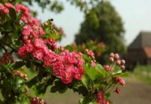 Как принимать настойку боярышника от сердца, при стенокардии и повышенном давлении боярышник как заваривать и как пить