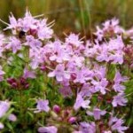 Богородская трава чабрец: лечебные свойства, противопоказания и польза трава чабрец фото