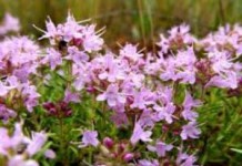 Богородская трава чабрец: лечебные свойства, противопоказания и польза трава чабрец фото