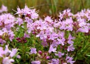 Богородская трава чабрец: лечебные свойства, противопоказания и польза трава чабрец фото